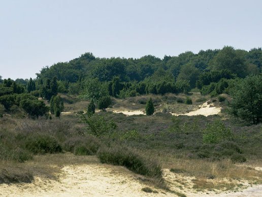 Veluwe